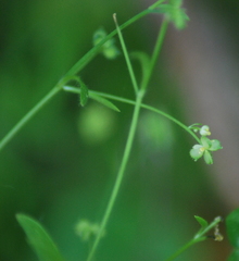 Ranunculus hebecarpus