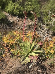 Dudleya ingens