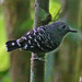 Common Scale-backed Antbird - Photo (c) DickDaniels, some rights reserved (CC BY-SA)