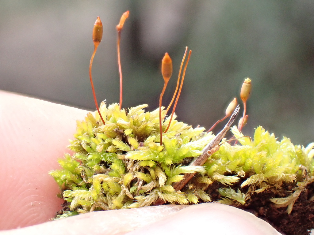 Fendler's Brachythecium Moss