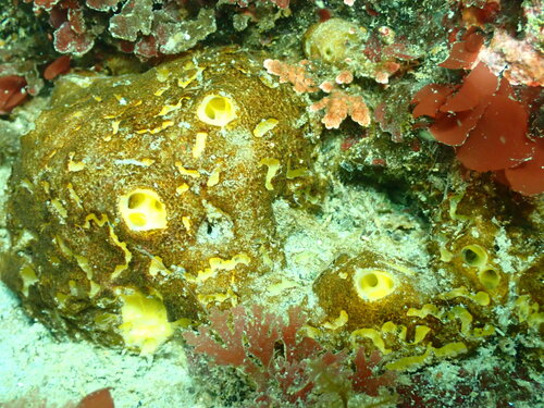 yellow-clumped horny sponge