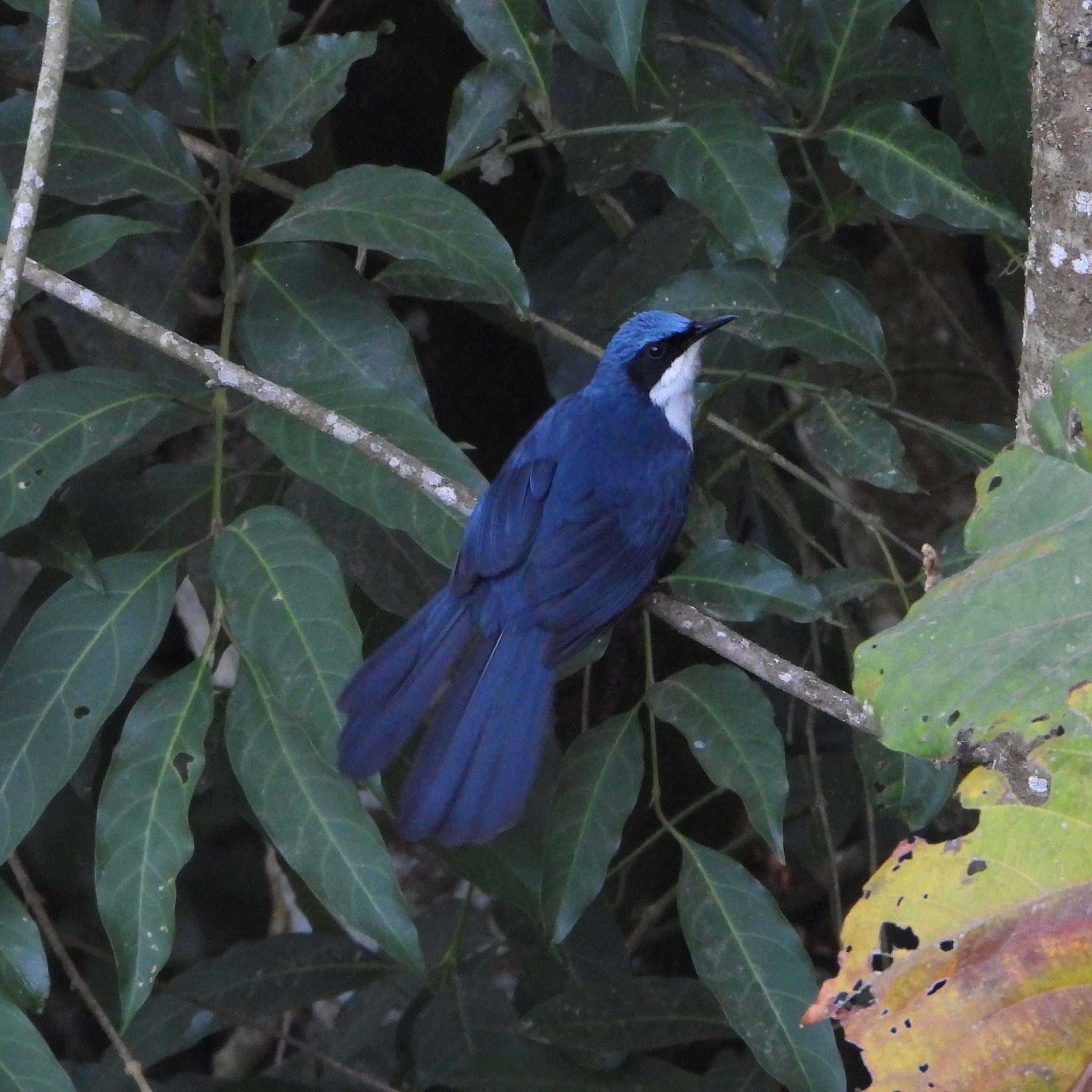 Blue-and-white Mockingbird (Melanotis hypoleucus), photo 10