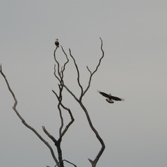 Caracara plancus image