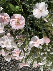 Dianthus plumarius