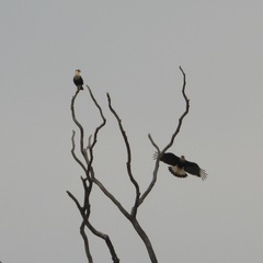 Caracara plancus image