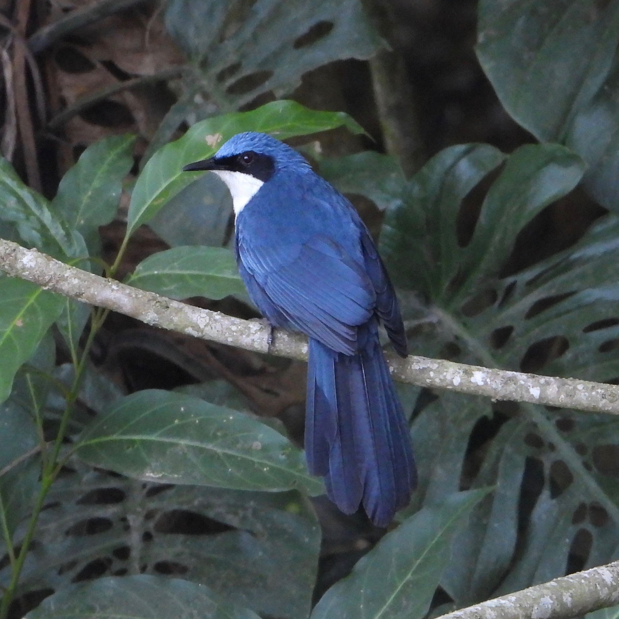 Blue-and-white Mockingbird (Melanotis hypoleucus), photo 7