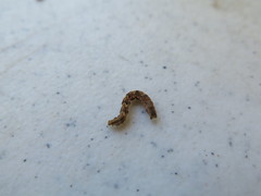 Iridopsis pergracilis