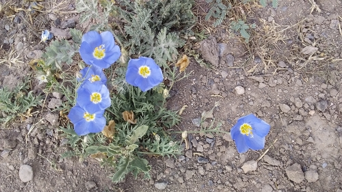 Marked Gilia (Giliastrum insigne)