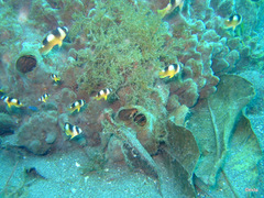 Amblypomacentrus breviceps