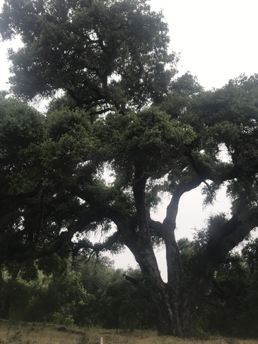 iNaturalist observation photo of oaks