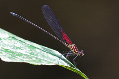 Hetaerina miniata