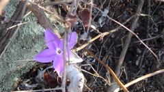 Pseuderanthemum praecox
