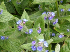 Pentaglottis sempervirens