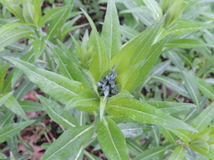 Amsonia illustris