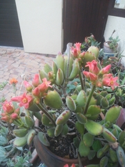 Cotyledon tomentosa tomentosa