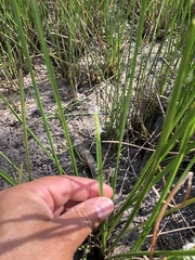 Eleocharis quadrangulata