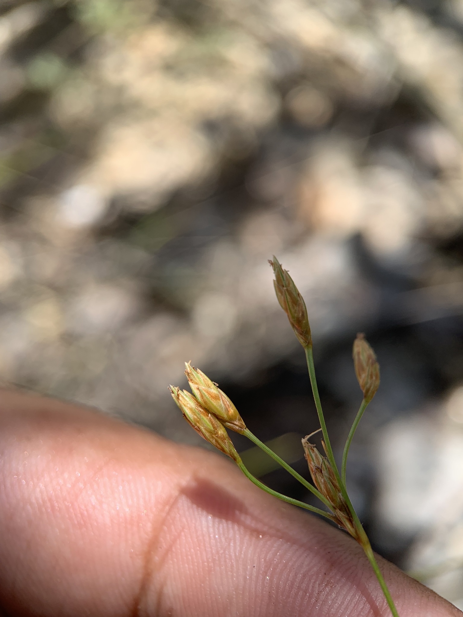Bulbostylis subaphylla