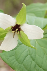 Trillium erectum erectum