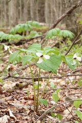 Trillium erectum erectum