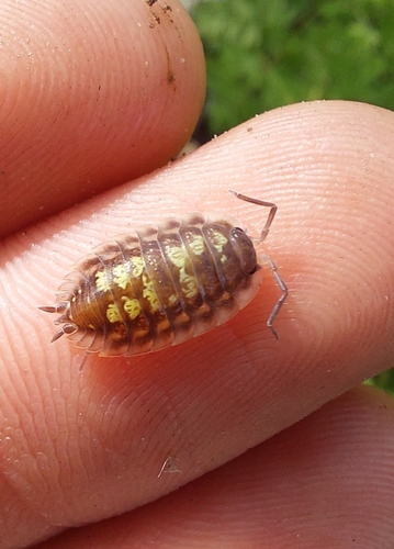 Common Shiny Woodlouse, 4384 KA Vlissingen, Nederland, photo 6 of 10