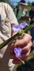 Tradescantia subacaulis