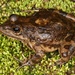 Van Dijk's River Frog - Photo (c) Berkeley Lumb, some rights reserved (CC BY-NC), uploaded by Berkeley Lumb