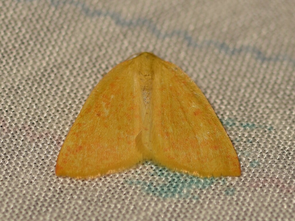 Perusia rubripicta