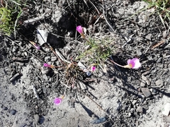 Oxalis polyphylla pentaphylla