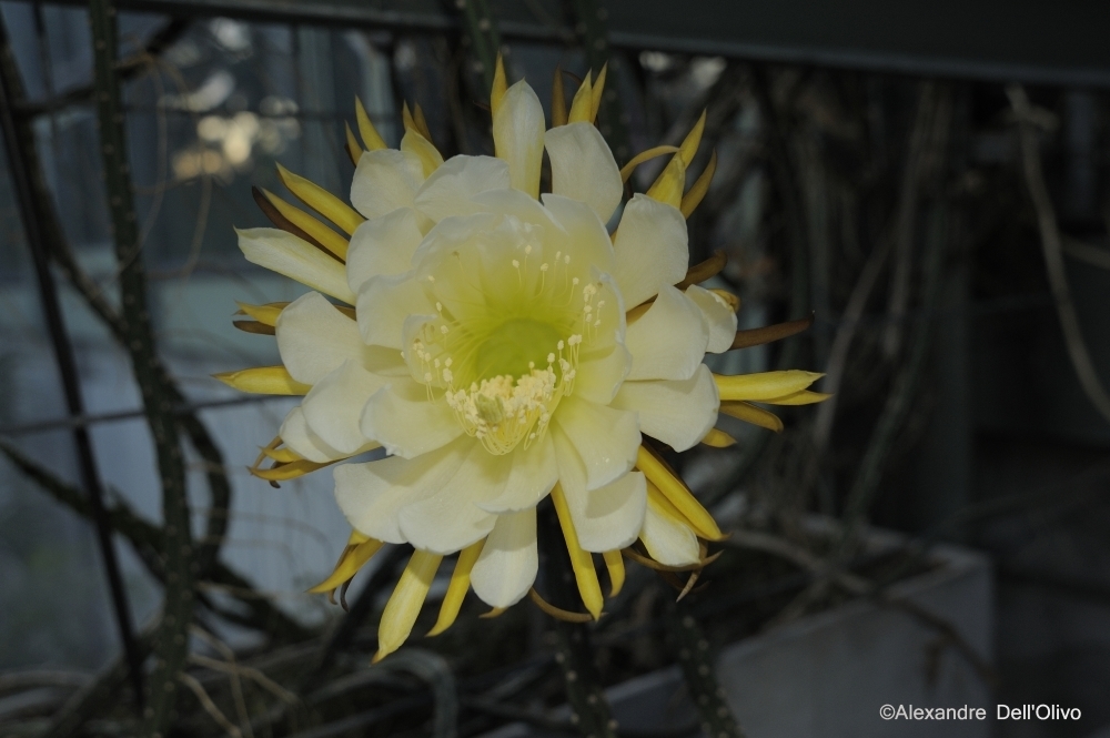 Dama da noite, The lady of the night flower produces a uniq…