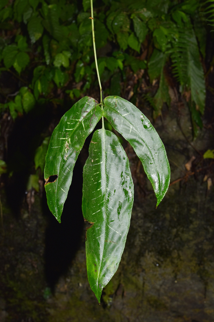 Coniogramme petelotii
