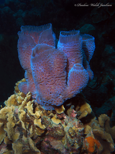 Photo of Azure vase sponge (Callyspongia plicifera)