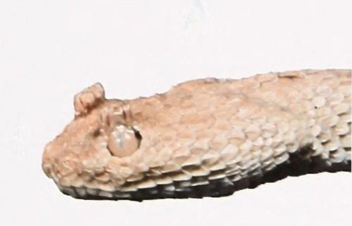Sahara Sand Viper