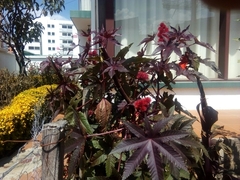 Ricinus