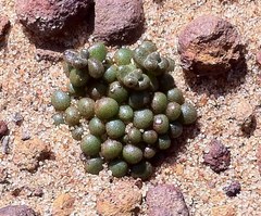 Dudleya brevifolia