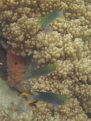 Neopomacentrus nemurus