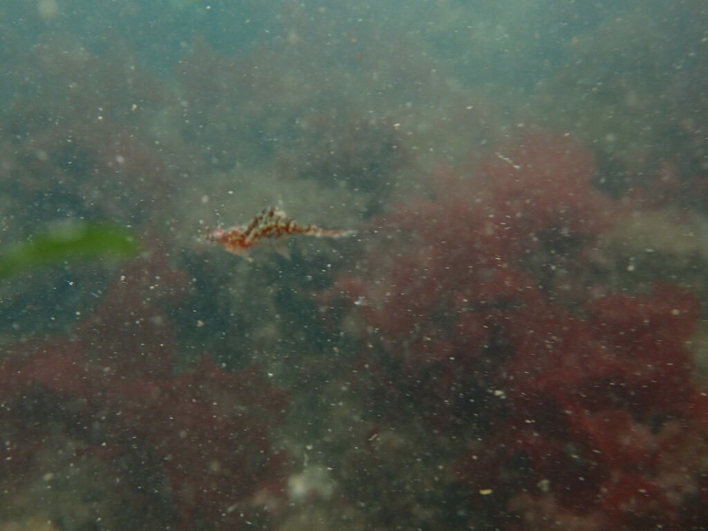 Kincaid coastal shrimp
