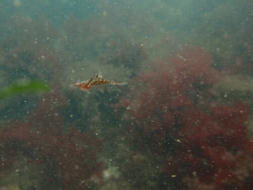 Kincaid coastal shrimp