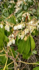 Pieris japonica
