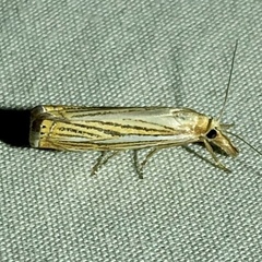 Crambus multilinellus
