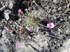 Oxalis polyphylla pentaphylla