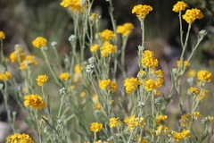 Psilostrophe gnaphalodes