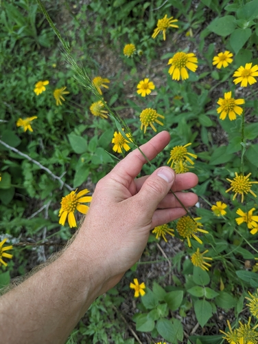 Image of Limnodea arkansana by (c) Cleveland Powell, some rights reserved (CC BY)