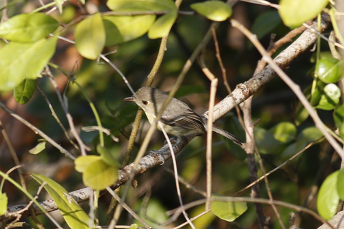 Vireo gundlachii