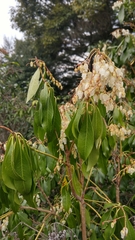 Pieris japonica