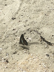 Graphium evemon