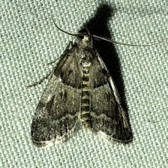 Pococera scortealis