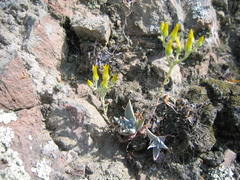 Dudleya verityi