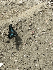 Graphium evemon