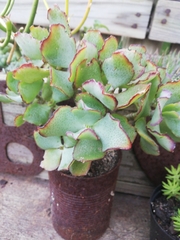 Crassula arborescens undulatifolia
