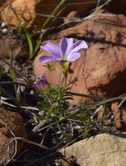 Oxalis hirta